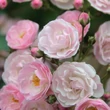 Kép 1/3 - Rosa 'Heavenly Pink®' - rózsaszín - parkrózsa