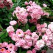 Kép 2/3 - Rosa 'Heavenly Pink®' - rózsaszín - parkrózsa