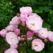 Kép 3/3 - Rosa 'Heavenly Pink®' - rózsaszín - parkrózsa