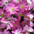 Kép 2/3 - Rosa 'Fil des Saisons ®' - rózsaszín - talajtakaró rózsa