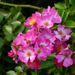 Kép 3/3 - Rosa 'Fil des Saisons ®' - rózsaszín - talajtakaró rózsa