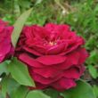 Rosa 'Ausvelvet' - vörös - angol rózsa