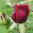 Kép 3/3 - Rosa 'Ausvelvet' - vörös - angol rózsa