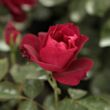 Rosa 'Cardinal Hume' - lila - vörös - parkrózsa