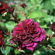 Kép 2/3 - Rosa 'Tradescant' - lila - climber, futó rózsa