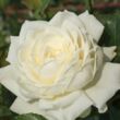 Kép 1/3 - Rosa 'Alaska®' - fehér - climber, futó rózsa