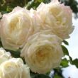 Rosa 'Alaska®' - fehér - climber, futó rózsa