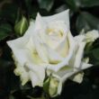 Kép 3/3 - Rosa 'Alaska®' - fehér - climber, futó rózsa