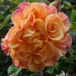 Kép 1/3 - Rosa 'Aloha®' - rózsaszín - climber, futó rózsa