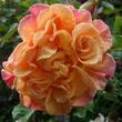 Kép 1/3 - Rosa 'Aloha®' - rózsaszín - climber, futó rózsa