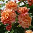 Kép 2/3 - Rosa 'Aloha®' - rózsaszín - climber, futó rózsa