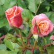 Rosa 'Aloha®' - rózsaszín - climber, futó rózsa