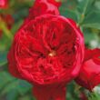 Kép 1/3 - Rosa 'Florentina ®' - vörös - climber, futó rózsa