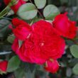 Kép 2/3 - Rosa 'Florentina ®' - vörös - climber, futó rózsa