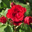 Kép 3/3 - Rosa 'Florentina ®' - vörös - climber, futó rózsa