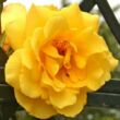 Kép 1/3 - Rosa 'Golden Gate ®' - sárga - climber, futó rózsa