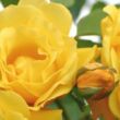 Rosa 'Golden Gate ®' - sárga - climber, futó rózsa