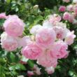 Rosa 'Jasmina ®' - rózsaszín - climber, futó rózsa
