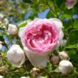 Rosa 'Jasmina ®' - rózsaszín - climber, futó rózsa