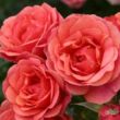 Kép 2/3 - Rosa 'Mandarin ®' - vörös - törpe - mini rózsa