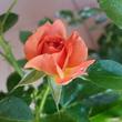 Kép 3/3 - Rosa 'Mandarin ®' - vörös - törpe - mini rózsa
