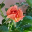 Kép 3/3 - Rosa 'Mandarin ®' - vörös - törpe - mini rózsa