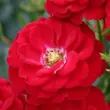 Kép 1/3 - Rosa 'Mandy ®' - vörös - törpe - mini rózsa