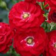 Kép 2/3 - Rosa 'Mandy ®' - vörös - törpe - mini rózsa