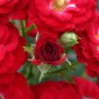 Rosa 'Mandy ®' - vörös - törpe - mini rózsa