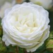 Kép 1/3 - Rosa 'Schneeküsschen ®' - fehér - törpe - mini rózsa