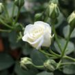 Kép 2/3 - Rosa 'Schneeküsschen ®' - fehér - törpe - mini rózsa