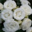 Rosa 'Schneeküsschen ®' - fehér - törpe - mini rózsa