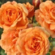Kép 2/3 - Rosa 'Bentheimer Gold ®' - narancssárga - virágágyi floribunda rózsa