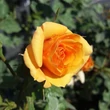 Kép 3/3 - Rosa 'Bentheimer Gold ®' - narancssárga - virágágyi floribunda rózsa