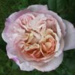 Kép 1/3 - Rosa 'Herkules ®' - sárga - lila - nosztalgia rózsa