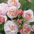 Kép 2/3 - Rosa 'Herkules ®' - sárga - lila - nosztalgia rózsa