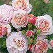 Kép 2/3 - Rosa 'Herkules ®' - sárga - lila - nosztalgia rózsa