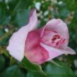 Rosa 'Herkules ®' - sárga - lila - nosztalgia rózsa