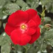 Kép 1/3 - Rosa 'Apache ®' - vörös - talajtakaró rózsa