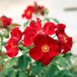 Rosa 'Apache ®' - vörös - talajtakaró rózsa