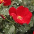 Rosa 'Apache ®' - vörös - talajtakaró rózsa