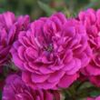Kép 1/3 - Rosa 'Purple Rain ®' - lila - talajtakaró rózsa