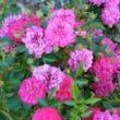 Kép 2/3 - Rosa 'Purple Rain ®' - lila - talajtakaró rózsa
