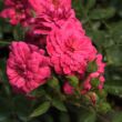 Rosa 'Purple Rain ®' - lila - talajtakaró rózsa
