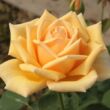 Kép 1/3 - Rosa 'Valencia ®' - sárga - teahibrid rózsa