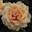 Kép 2/3 - Rosa 'Valencia ®' - sárga - teahibrid rózsa