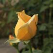 Kép 3/3 - Rosa 'Valencia ®' - sárga - teahibrid rózsa