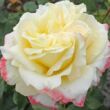 Kép 1/3 - Rosa 'Athena®' - sárga - rózsaszín - teahibrid rózsa