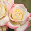 Kép 2/3 - Rosa 'Athena®' - sárga - rózsaszín - teahibrid rózsa
