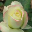 Rosa 'Athena®' - sárga - rózsaszín - teahibrid rózsa